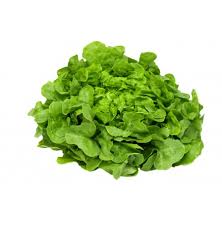 Green Oak Lettuce